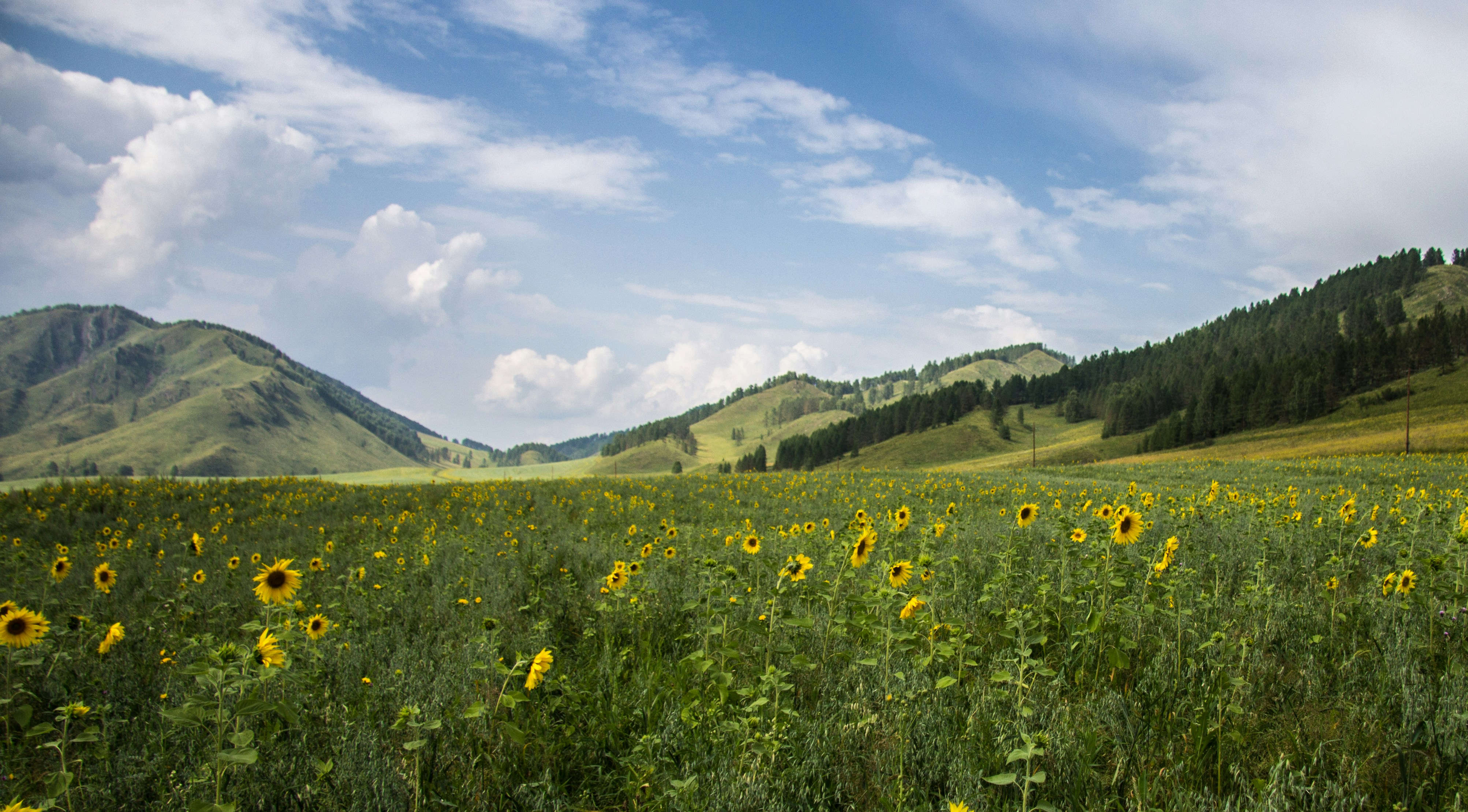 selection-header