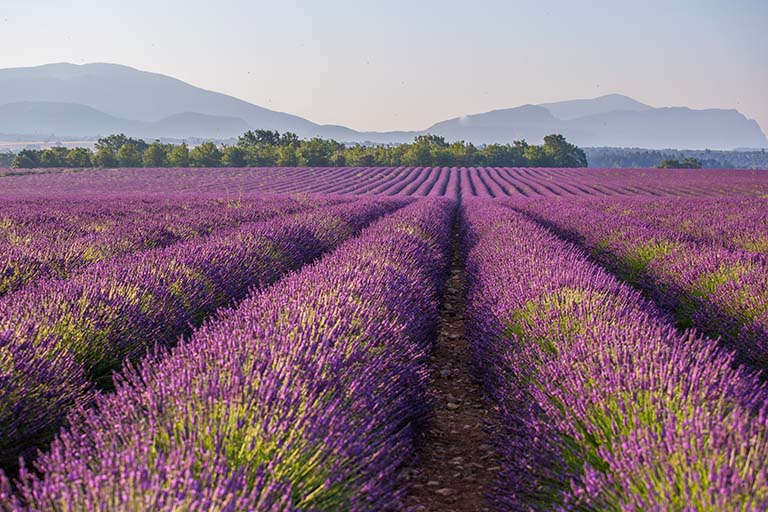 selection-header